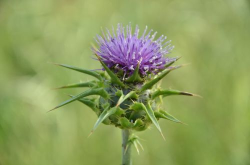 flower nature green