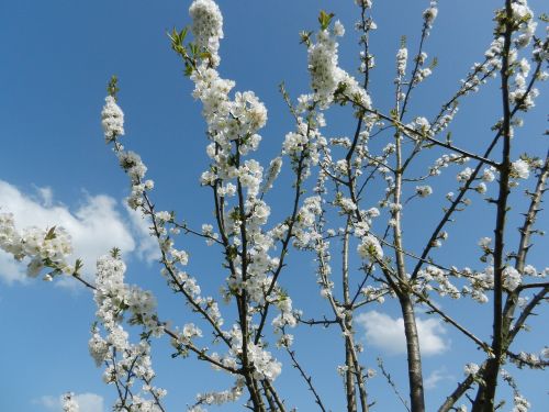 flower cherry tree