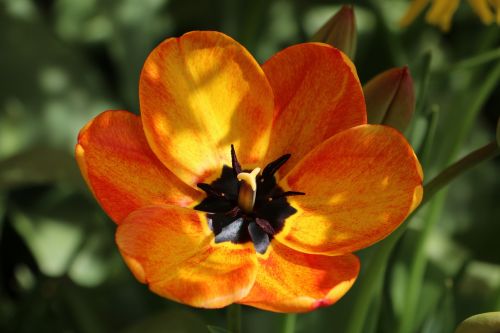 flower flower blossom orange yellow