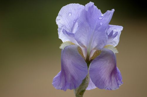 flower spring purple