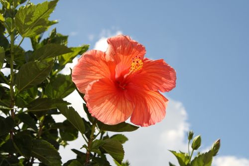 flower blue sky hibiscus