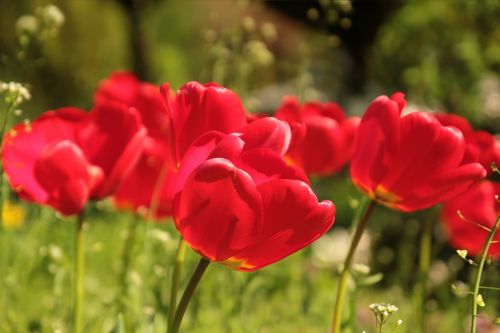flower tulips red
