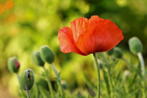 flower poppy red