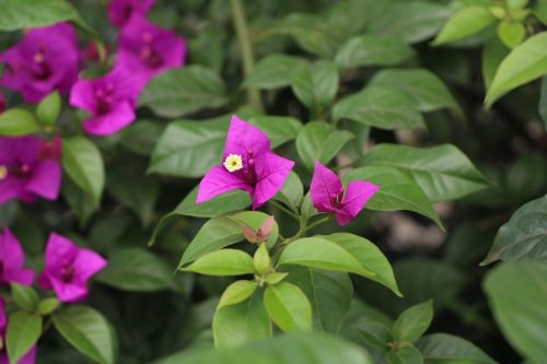 flower bougainvillea green