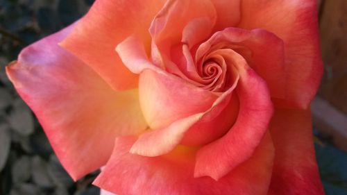 flower rose sunset bronze rose