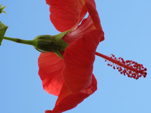 flower tropics hybiscus