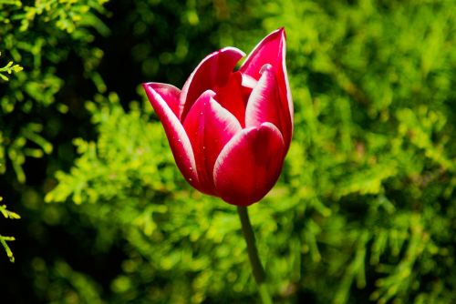 flower red tulip petals