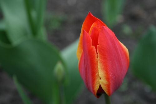 flower tulip bud
