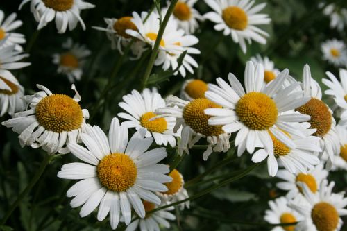 flower daisy chamomile