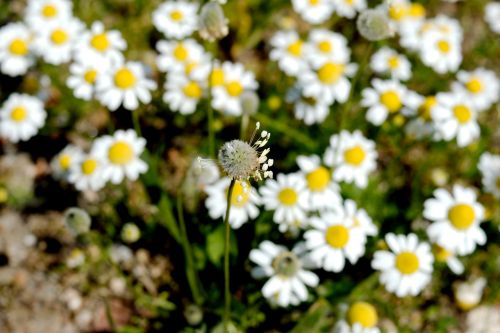 flower nature chamomile