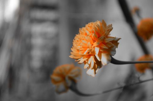 flower orange macro