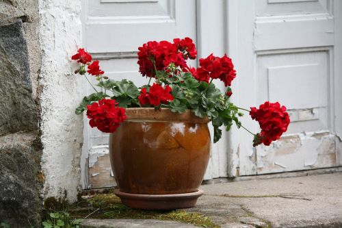 flower geranium pot