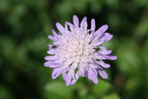 flower insect nature