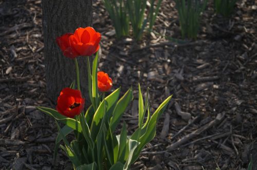 flower red tulip