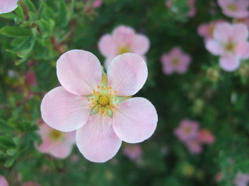 flower pink summer