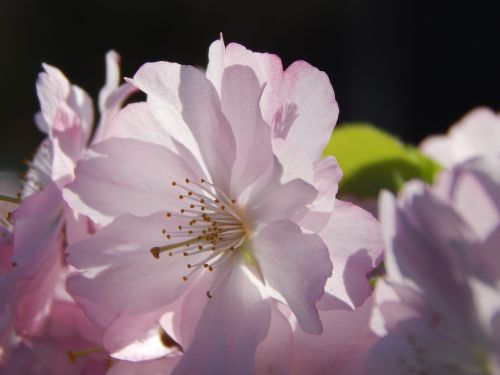 flower spring pink