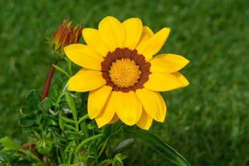 flower gazania petals