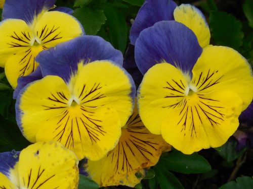 flower pansy spring