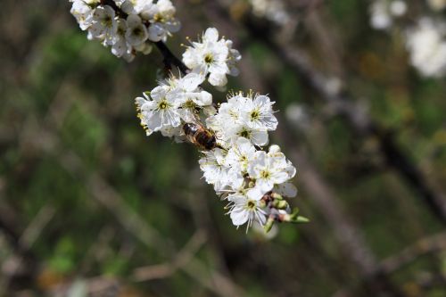 blossom bloom bee