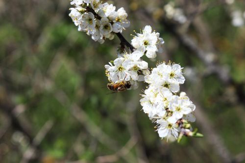 blossom bloom bee