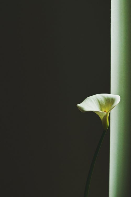 flower plant white