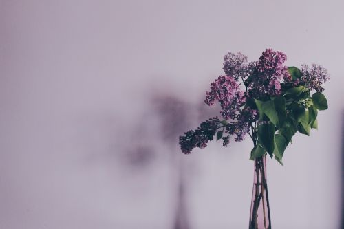 flower bouquet syringa