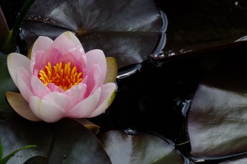flower pink water lily aquatic plant