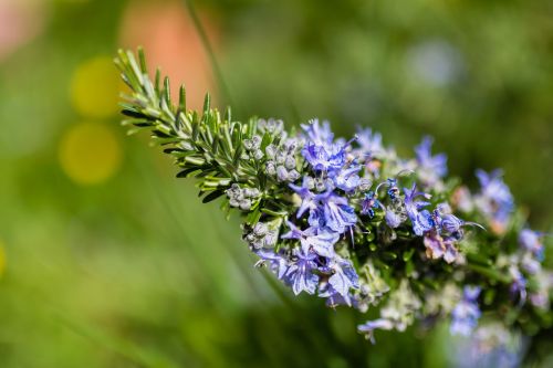 flower spring color