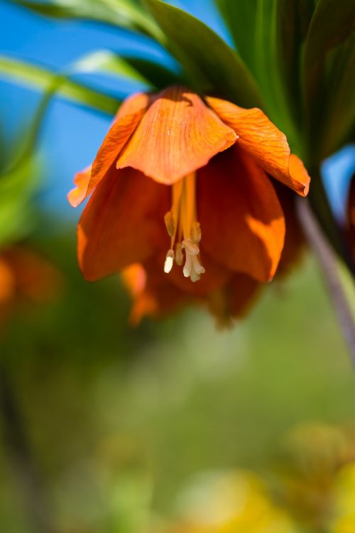 flower spring color