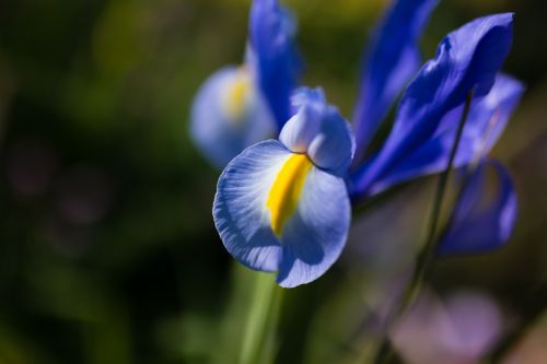 flower spring color