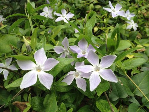 flower white nature