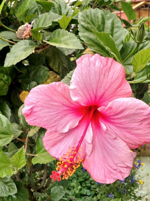 flower background landscape