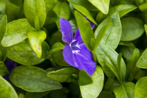 flower green spring