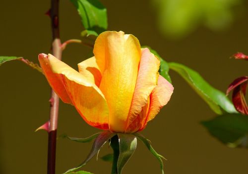 flower pink petals