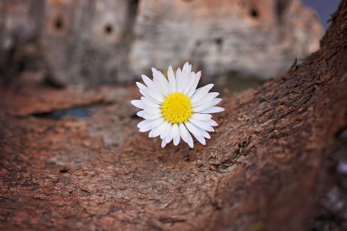 flower white daisy