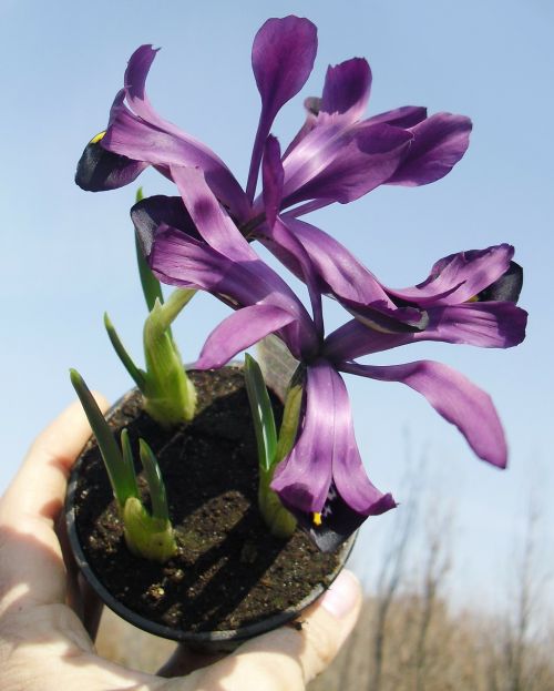flower violet dark