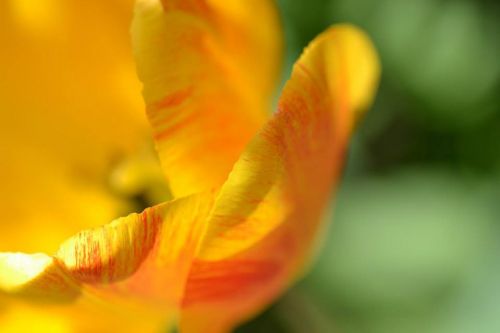 flower petal tulip