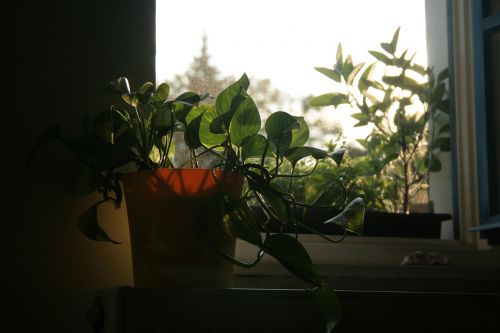 flower window light