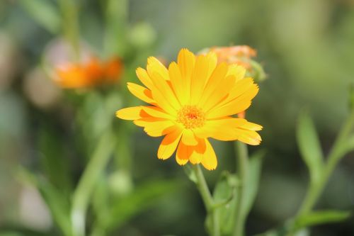 flower yellow plant