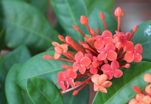 flower red plant