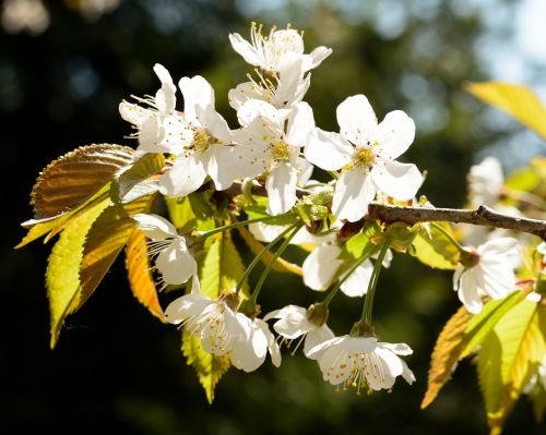 blossom bloom cherry