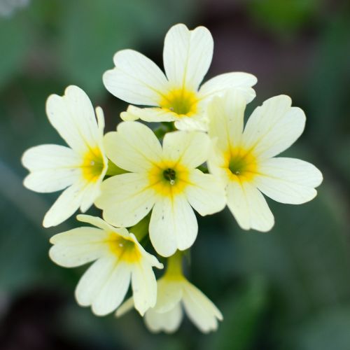 blossom bloom cowslip