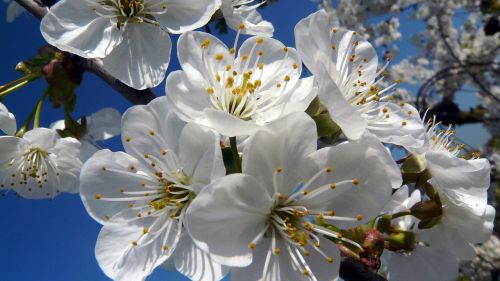 blossom bloom cherry blossom