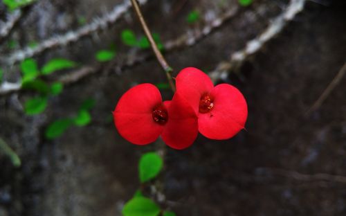 flower red beautiful