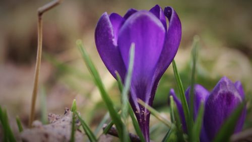 flower crocus purple