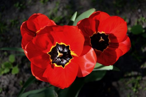 flower tulip beauty