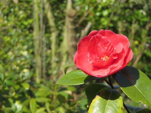 flower red camellia
