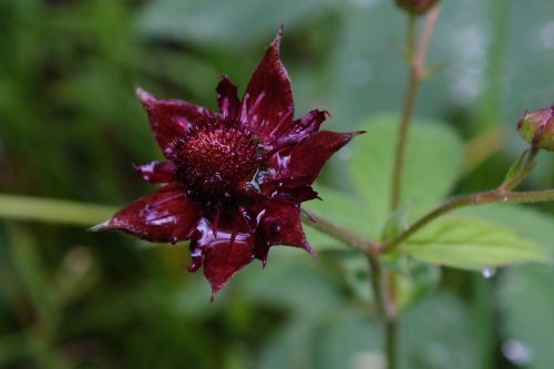 flower red close