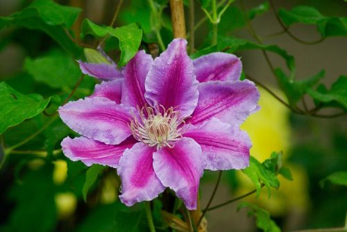 flower clematis pistil