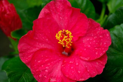 flower hibiscus pistil